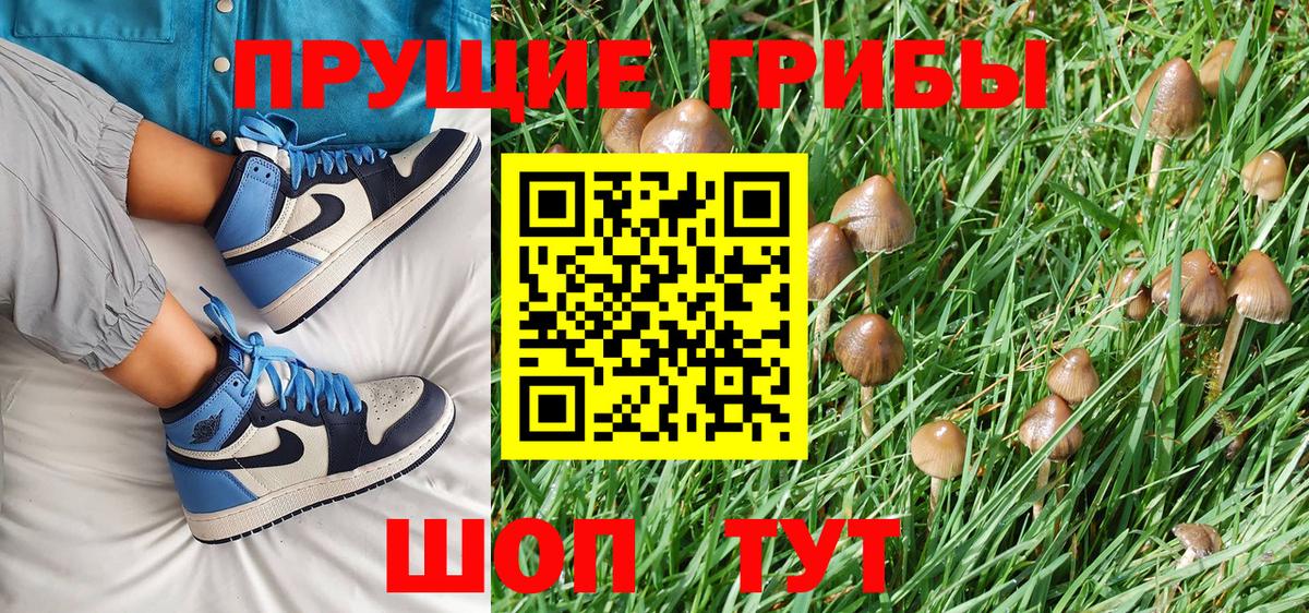 Псилоцибиновые грибы Cubensis  купить закладку  Конаково  Вход с VPN  Псилоцибиновые грибы Psilocybe 